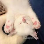 Avatar of Salman Irshad